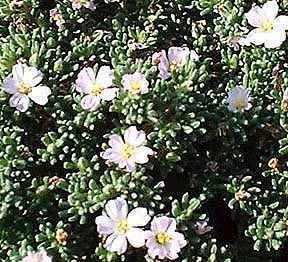 Sea Heath,  Frankenia laevis (Photograph by Ray Hamblett)